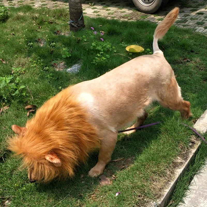Lion Mane Dog Costume – Realistic Wig with Ears